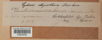 Melampsora caprearum image